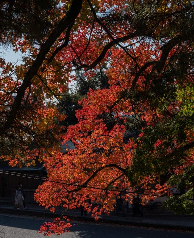 Autumn Leaves Over Nara