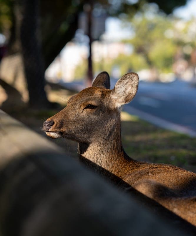 Quick Rest Beside the Street