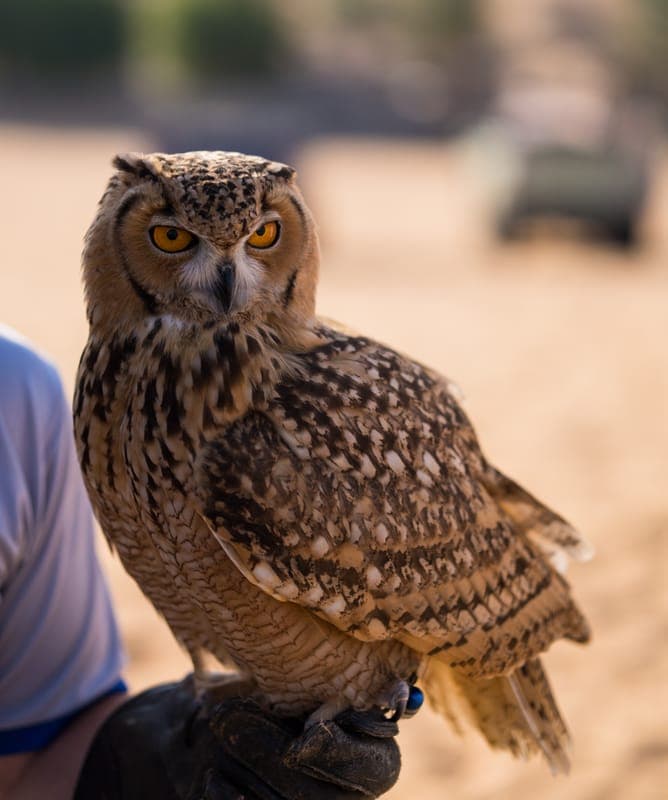 Pharaoh Eagle Owl