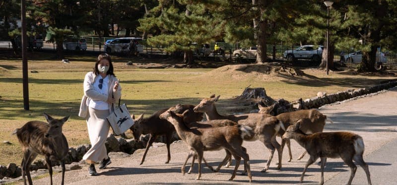 The Greed of the Nara Deer