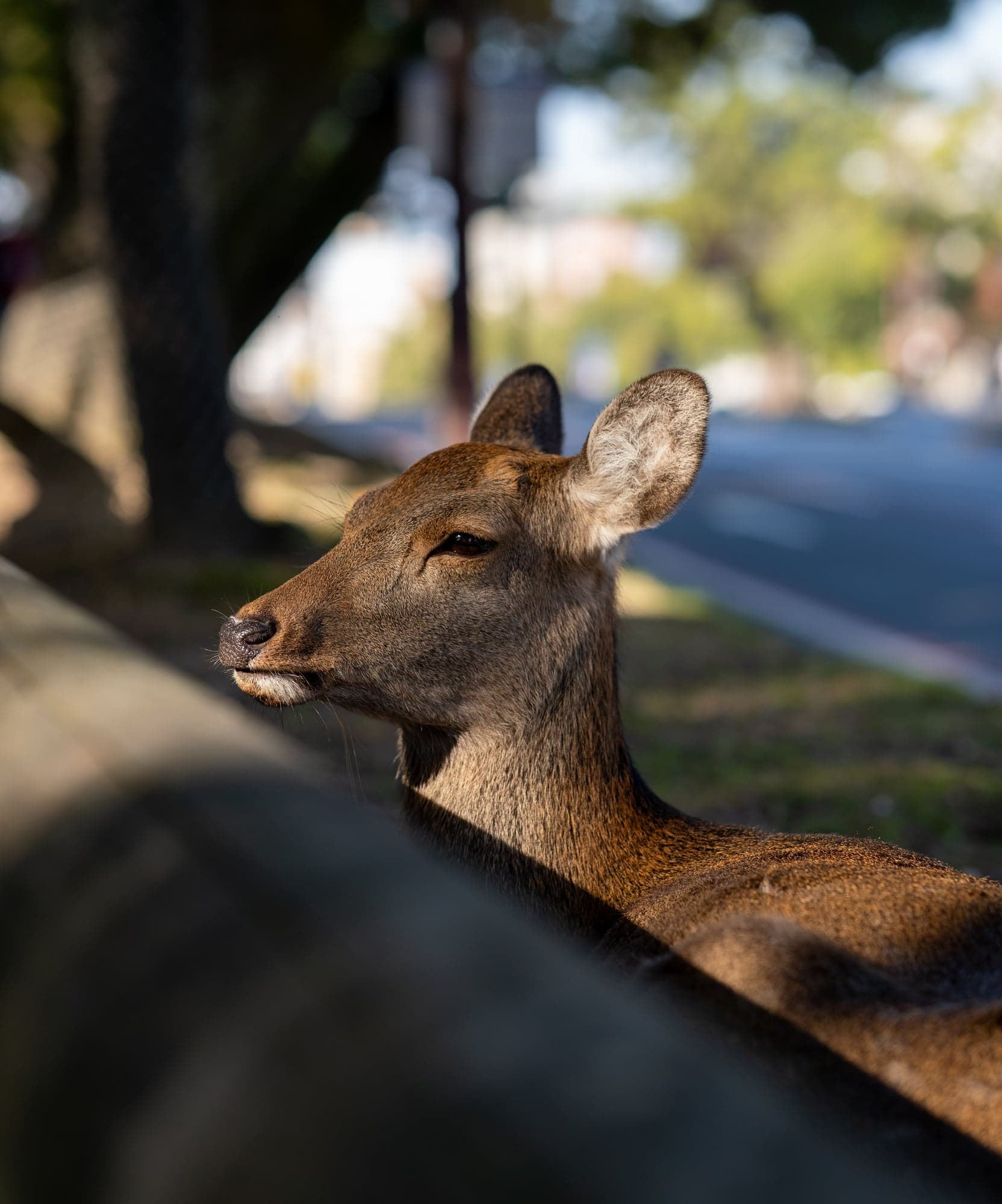 Quick Rest Beside the Street