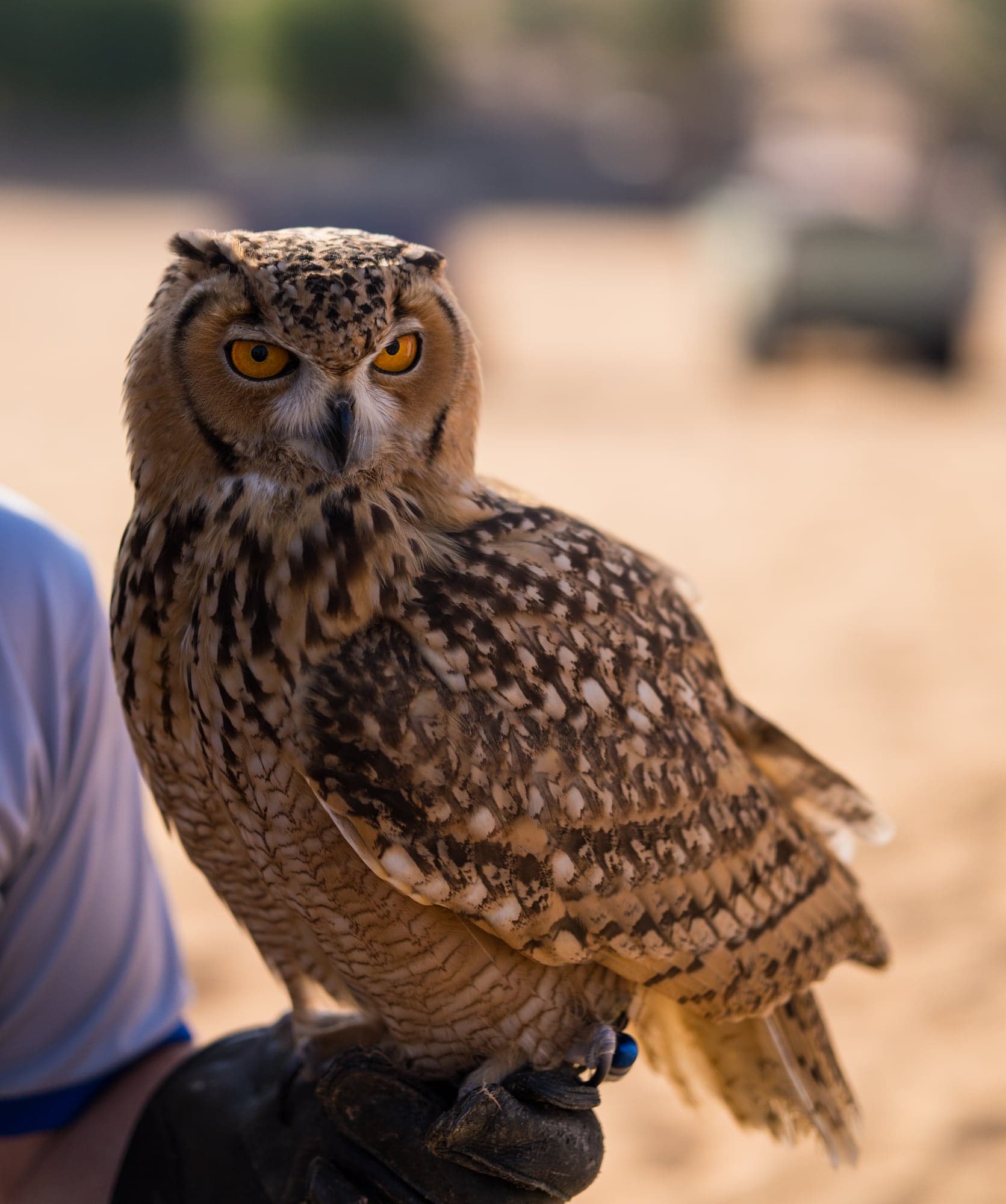 Pharaoh Eagle Owl